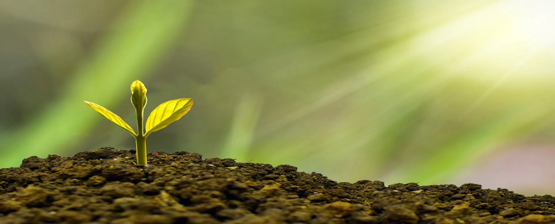 Agri-Fintech Solutions for Developing Digital Loan Platforms for Smallholder Farmers in Africa