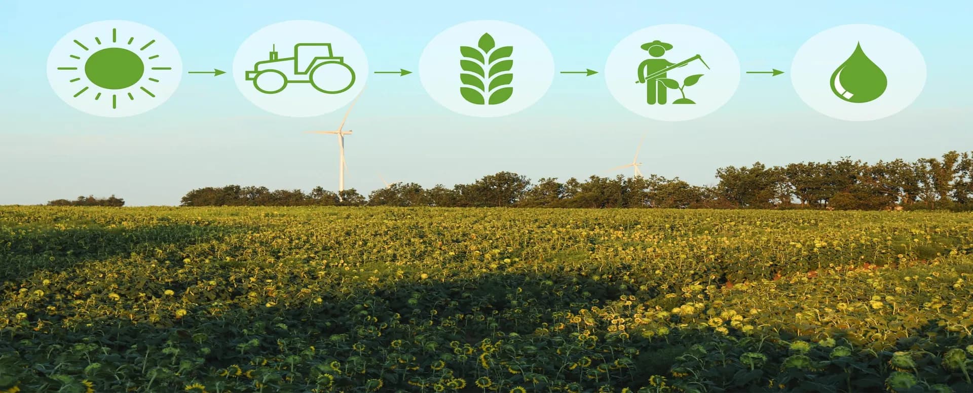 Carbon Markets and the Importance of Accurate Carbon Certification in Agriculture