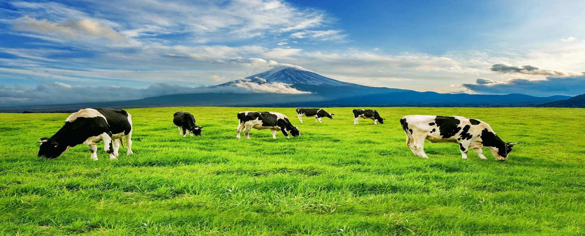dairy farm management software