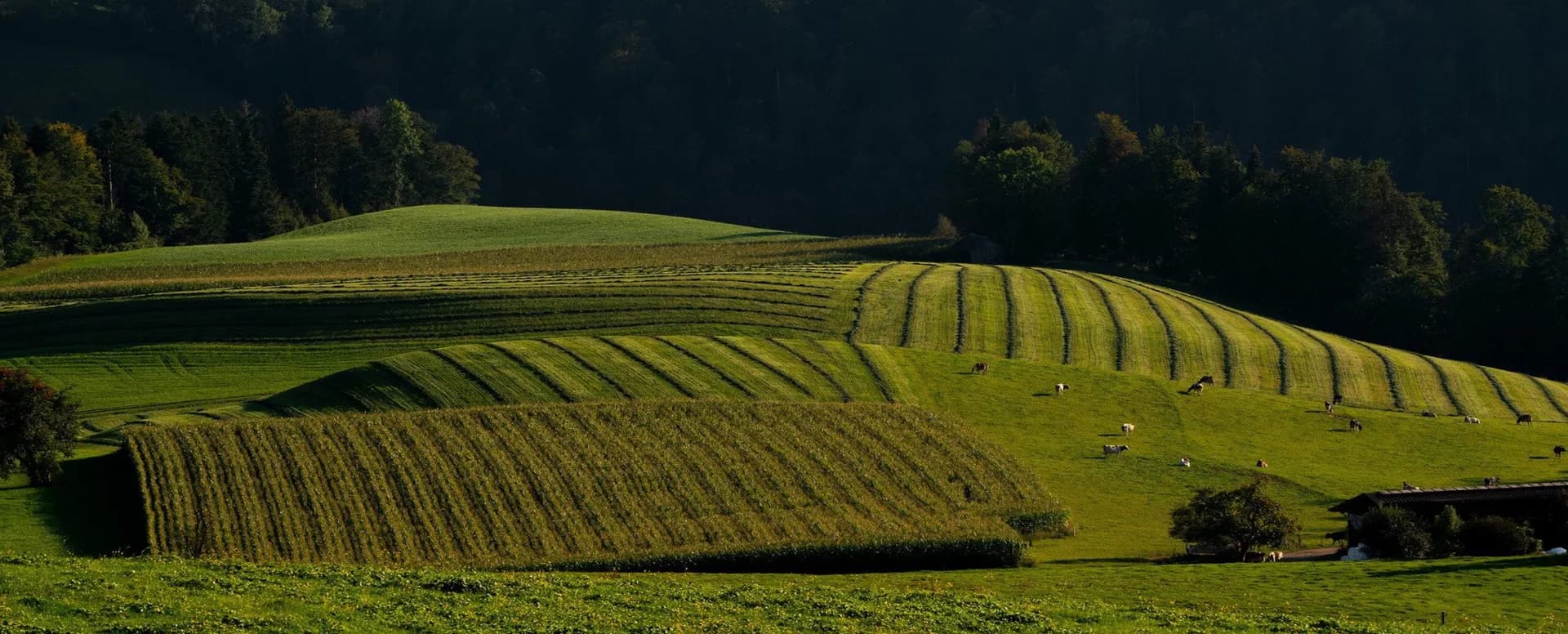 terrace farming