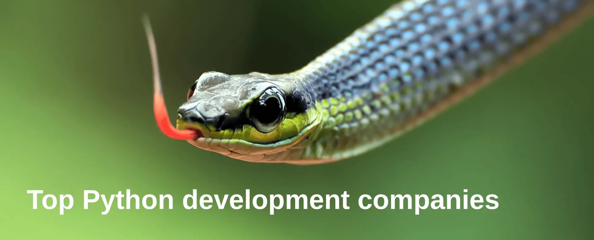 top python development companies